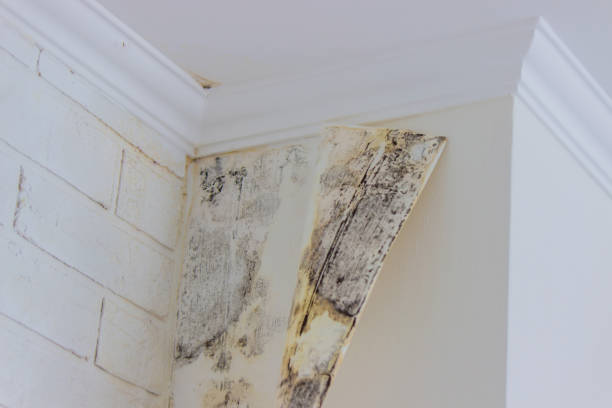 Reliable Henderson, TX Mold Inspection, Removal & Remediation Solutions